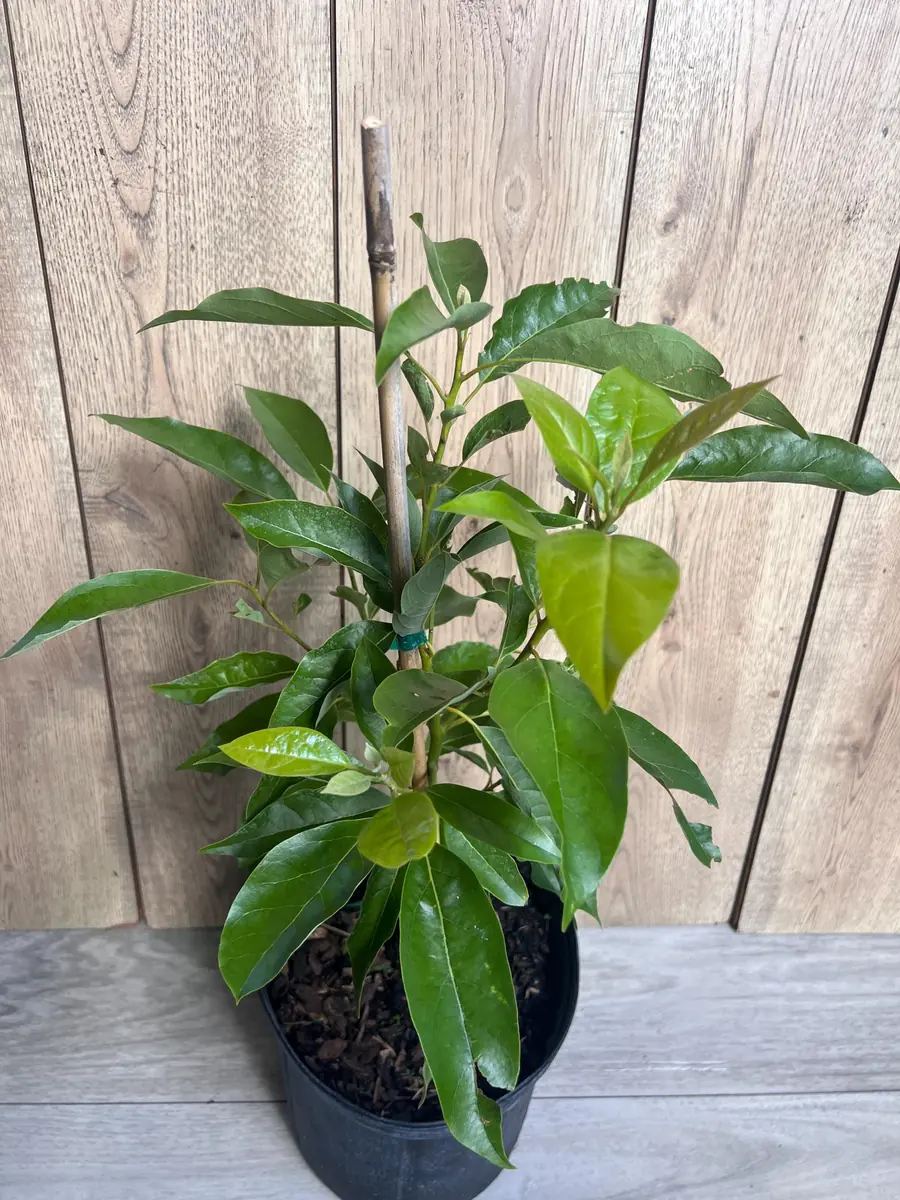 Grafted Fantastic Avocado Tree Live Plant - 3 Gallon Pot - Cold Hardy Fruit - Image 9