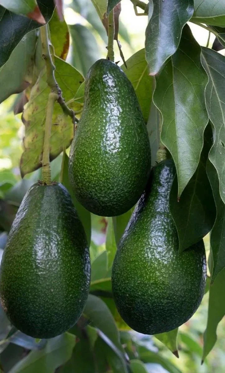 Grafted Fantastic Avocado Tree Live Plant - 3 Gallon Pot - Cold Hardy Fruit - Image 1