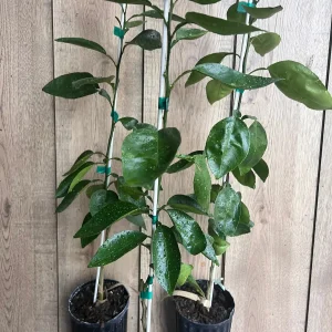 Grafted Hirado Pummelo Tree Live Plant – 1/2 Gallon Pot – Sweet Citrus Fruit - Image 5