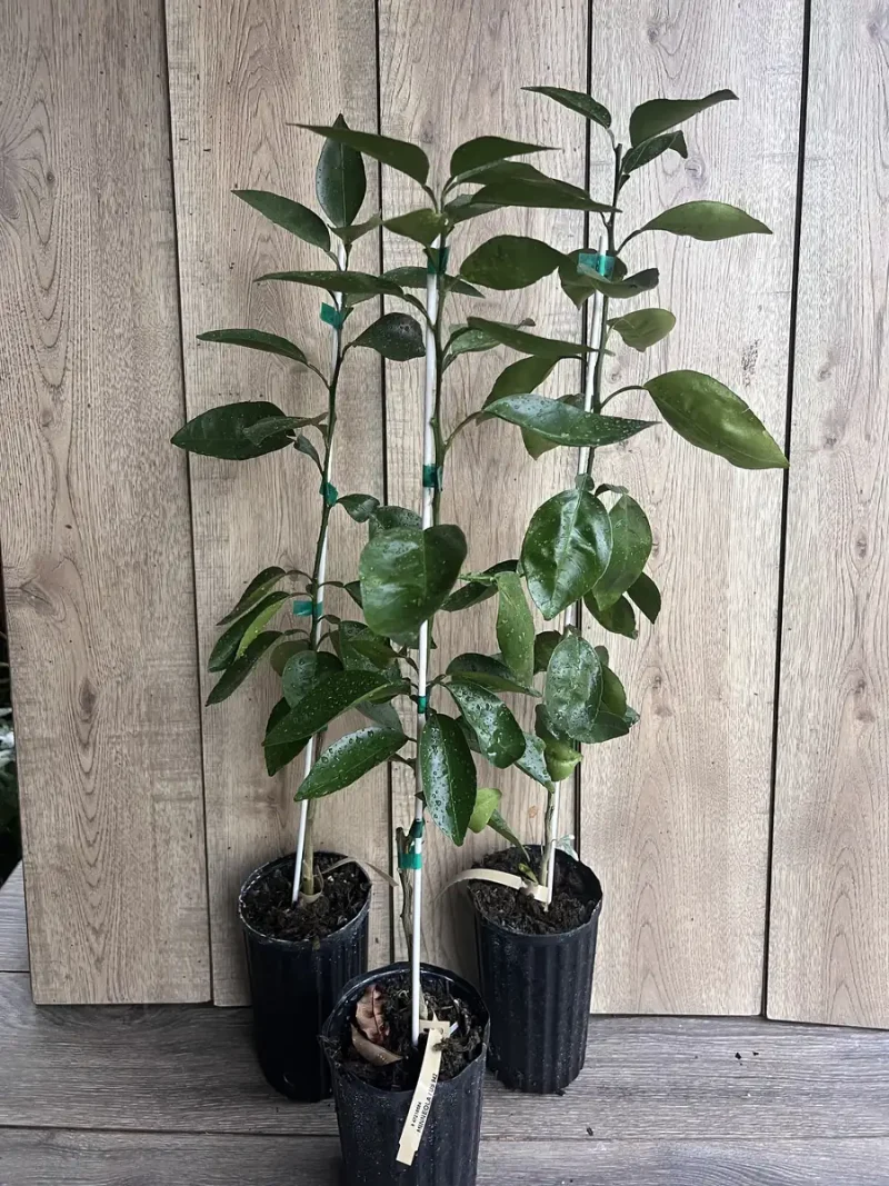 Pummel Tree Grafted Hirado Pummelo Tree - 1/2 Gallon Live Citrus Plant