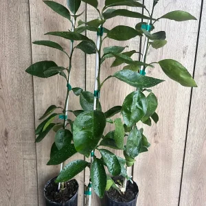 Grafted Hirado Pummelo Tree Live Plant – 1/2 Gallon Pot – Sweet Citrus Fruit - Image 7
