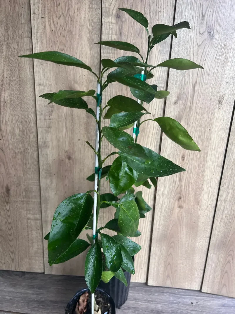 Pummel Tree Grafted Hirado Pummelo Tree - 1/2 Gallon Live Citrus Plant