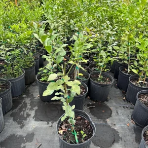 Grafted Kaffir Lime Tree Live Plant – 5 Gallon, 3 Feet Tall – Outdoor Citrus - Image 2