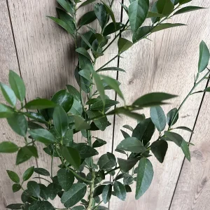 Grafted Key Lime Tree Live Plant – 1/2 Gallon Pot – Indoor/Outdoor - Image 2