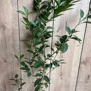 Grafted Key Lime Tree Live Plant – 1/2 Gallon Pot – Indoor/Outdoor - Image 3