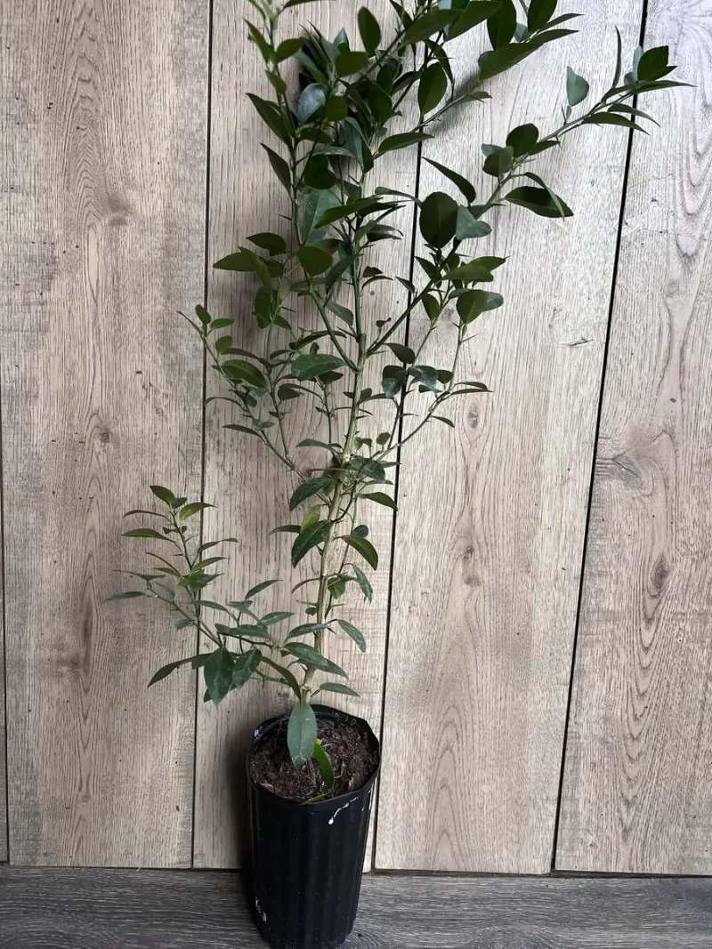 Grafted Key Lime Tree Live Plant - 1/2 Gallon Pot