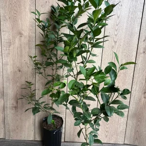 Grafted Key Lime Tree Live Plant – 1/2 Gallon Pot – Indoor/Outdoor - Image 7