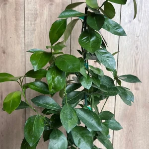 Grafted Key Lime Tree Live Plant – 1/2 Gallon Pot – Indoor/Outdoor - Image 8