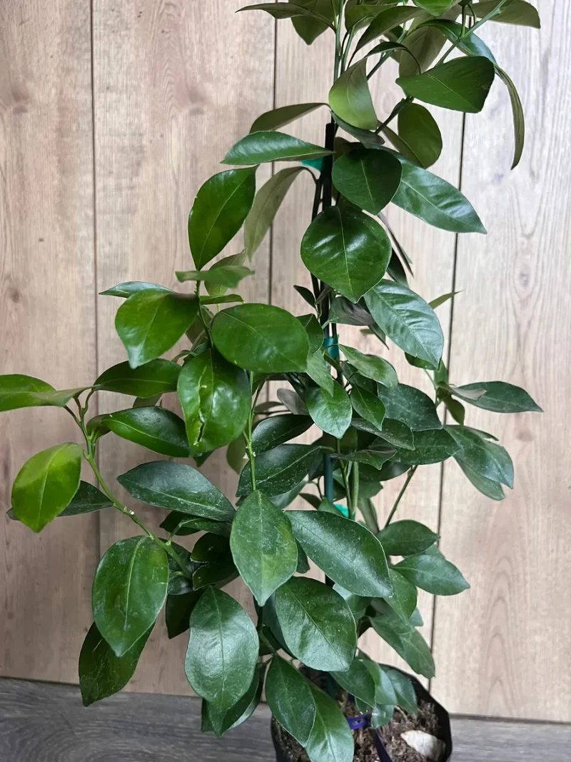 Grafted Key Lime Tree Live Plant - 1/2 Gallon Pot