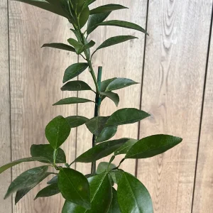 Grafted Kishu Mandarin Tree - Seedless Tangerine Live Plant in 1/2 Gallon Pot - Image 2