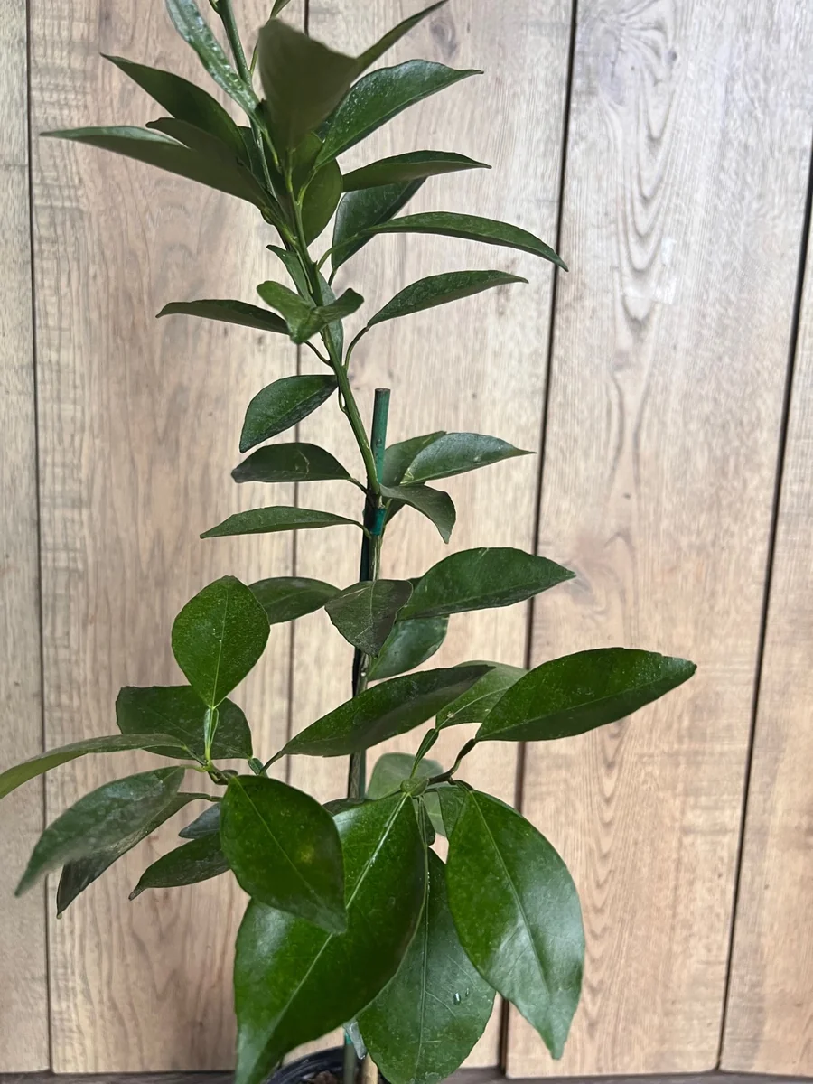 Grafted Kishu Mandarin Tree - Seedless Tangerine Live Plant in 1/2 Gallon Pot - Image 2