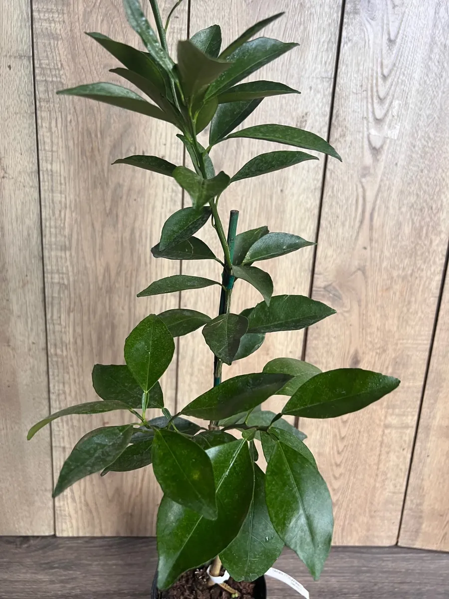 Grafted Kishu Mandarin Tree - Seedless Tangerine Live Plant in 1/2 Gallon Pot - Image 3