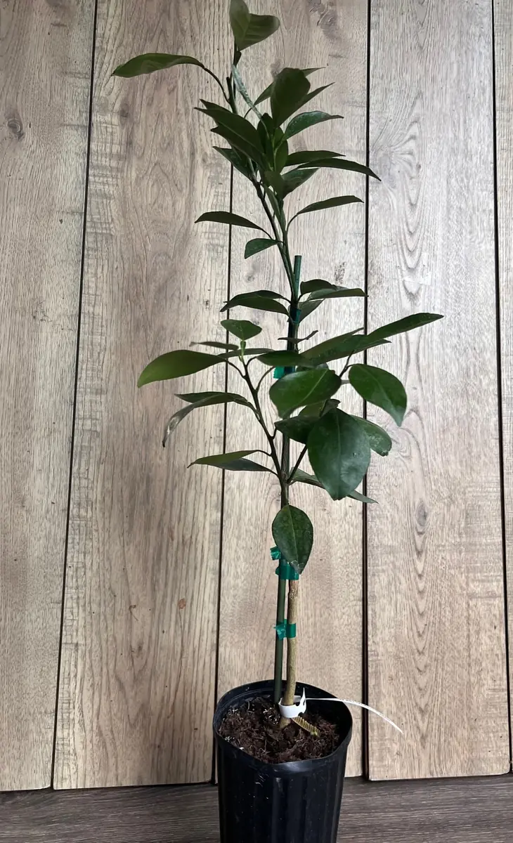 Grafted Kishu Mandarin Tree - Seedless Tangerine Live Plant in 1/2 Gallon Pot - Image 4