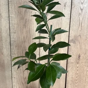 Grafted Kishu Mandarin Tree - Seedless Tangerine Live Plant in 1/2 Gallon Pot - Image 5