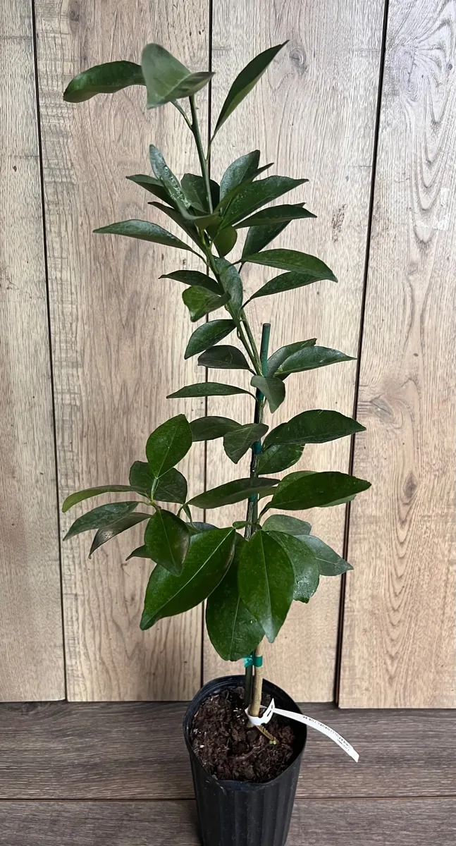 Grafted Kishu Mandarin Tree - Seedless Tangerine Live Plant in 1/2 Gallon Pot - Image 5