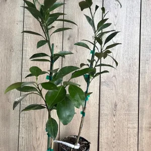 Grafted Kishu Mandarin Tree - Seedless Tangerine Live Plant in 1/2 Gallon Pot - Image 6