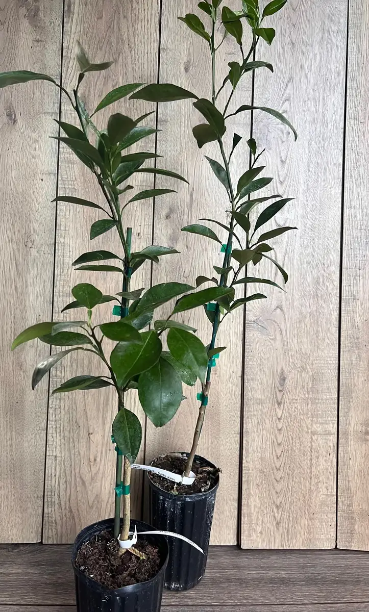 Grafted Kishu Mandarin Tree - Seedless Tangerine Live Plant in 1/2 Gallon Pot - Image 6