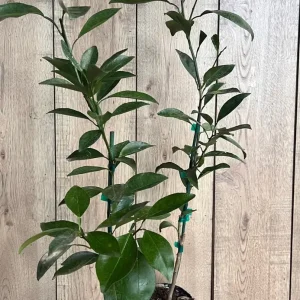Grafted Kishu Mandarin Tree - Seedless Tangerine Live Plant in 1/2 Gallon Pot - Image 7