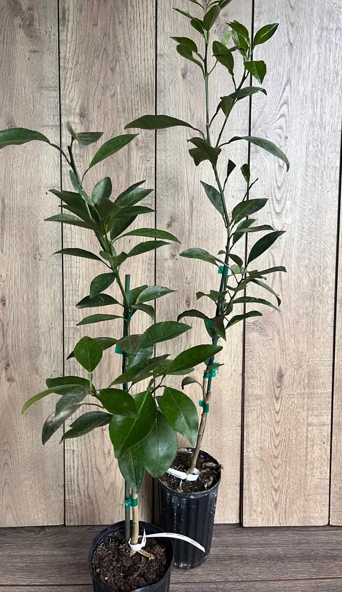 Grafted Kishu Mandarin Tree - Seedless Tangerine Live Plant in 1/2 Gallon Pot - Image 7