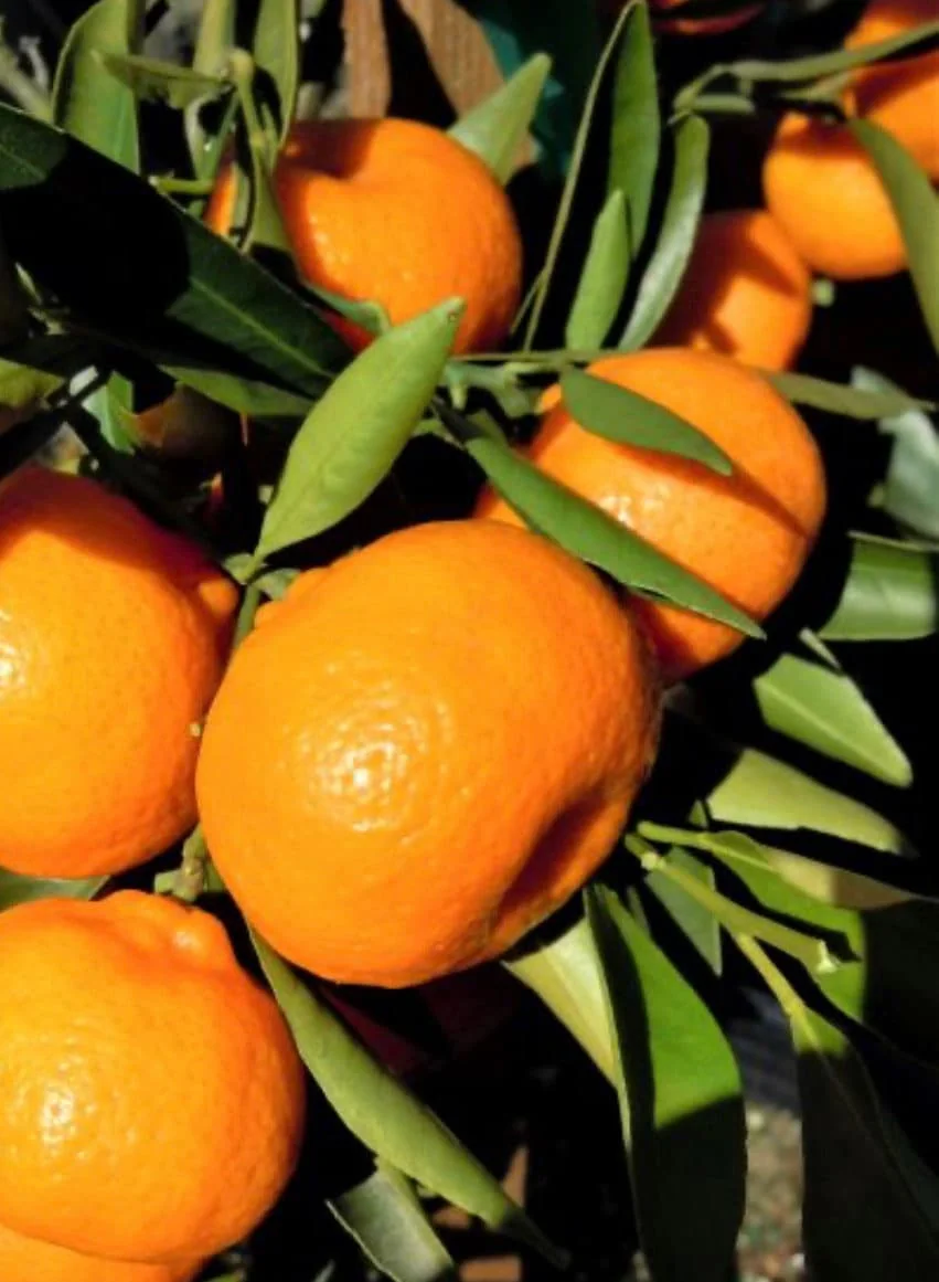 Grafted Kishu Mandarin Tree - Seedless Tangerine Live Plant in 1/2 Gallon Pot - Image 1