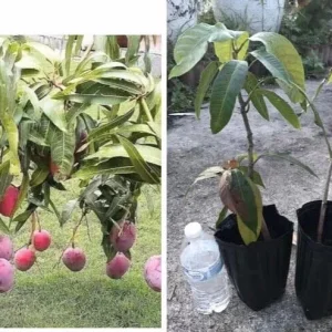 Grafted Mango Live Tropical Fruit Tree - 15-25 Inch Tall Plant - Indoor/Outdoor - Image 1