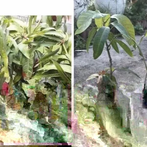 Grafted Mango Live Tropical Fruit Tree - 15-25 Inch Tall Plant - Indoor/Outdoor - Image 5