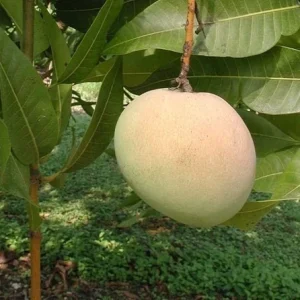 Grafted Mango Tree Tebow Live Plant – 3 Gallon, 3 Feet Tall, Fruit Tree - Image 2