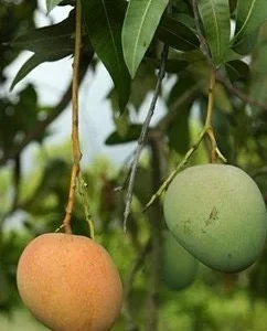 Grafted Mango Tree Tebow Live Plant – 3 Gallon, 3 Feet Tall, Fruit Tree - Image 1