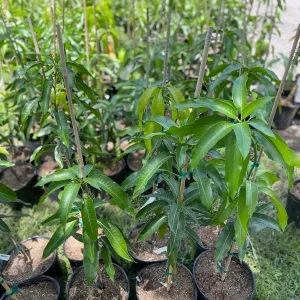 Grafted Mango Tree Tebow Live Plant – 3 Gallon, 3 Feet Tall, Fruit Tree - Image 4
