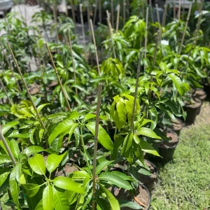 Grafted Mango Tree Tebow Live Plant – 3 Gallon, 3 Feet Tall, Fruit Tree - Image 5