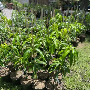 Grafted Mango Tree Tebow Live Plant – 3 Gallon, 3 Feet Tall, Fruit Tree - Image 6