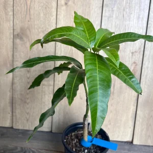 Grafted Manila Mango Live Plant - Ataulfo Honey Mango Tree in 1/2 Gallon Pot - Image 3
