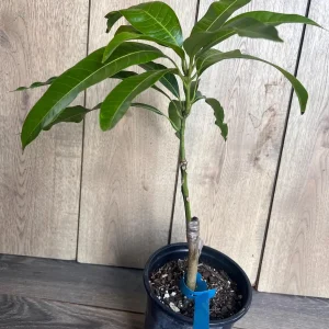 Grafted Manila Mango Live Plant - Ataulfo Honey Mango Tree in 1/2 Gallon Pot - Image 5