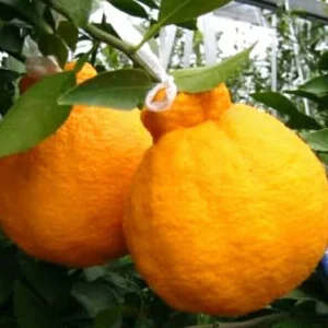 Grafted Shiranui Dekopon Mandarin Orange Tree Live Plant - Half Gallon Pot - Image 2