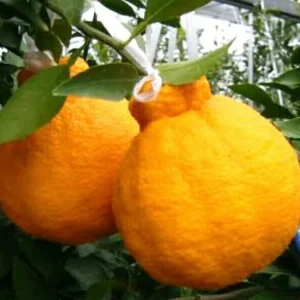 Grafted Shiranui Dekopon Mandarin Orange Tree - Live Plant, Half Gallon Pot - Image 1