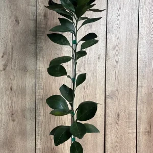 Grafted Shiranui Dekopon Mandarin Orange Tree Live Plant - Half Gallon Pot - Image 4