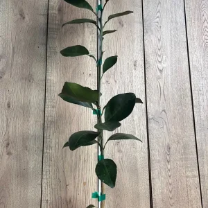 Grafted Shiranui Dekopon Mandarin Orange Tree - Live Plant, Half Gallon Pot - Image 4