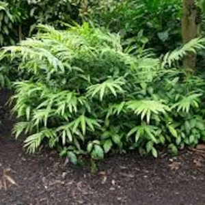 Grains of Paradise Live Plant – Aframomum melegueta Starter Plug – Bare Root - Image 2