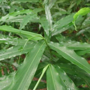 Grains of Paradise Live Plant Starter Plug - Aframomum melegueta Bare Root - 5 Count - Image 3