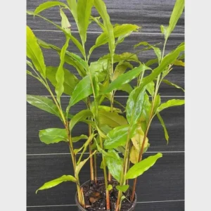 Grains of Paradise Live Plant Starter Plug - Aframomum melegueta Bare Root - 5 Count - Image 1