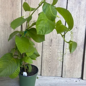 Granadilla Plant (Passiflora ligularis) Live Vine - Half Gallon Pot - Image 10