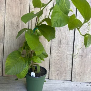 Granadilla Plant (Passiflora ligularis) Live Vine - Half Gallon Pot - Image 3