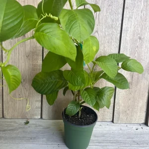 Granadilla Plant (Passiflora ligularis) Live Vine - Half Gallon Pot - Image 5