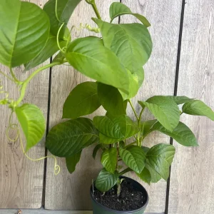 Granadilla Plant (Passiflora ligularis) Live Vine - Half Gallon Pot - Image 6