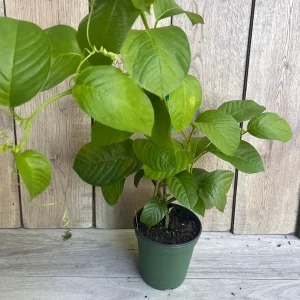 Granadilla Plant (Passiflora ligularis) Live Vine - Half Gallon Pot - Image 8