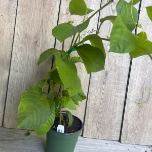 Granadilla Plant (Passiflora ligularis) Live Vine - Half Gallon Pot - Image 9