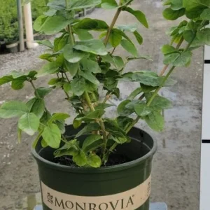 Grand Duke Jasmine Live Plant – 1 to 2 Feet Tall – Ship in 3 Gallon Pot – Fragrant Outdoor Shrub - Image 2