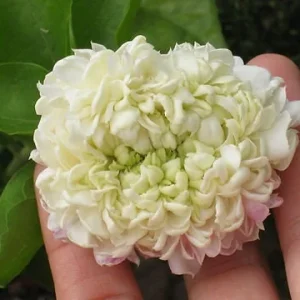 Grand Duke Jasmine Live Plant – Fragrant Double White Flowers, Outdoor - Image 3