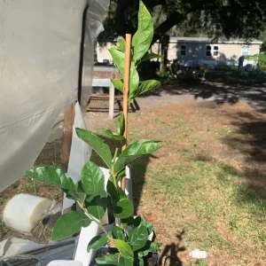 Grand Duke Jasmine Live Plant – Fragrant Double White Flowers, Outdoor - Image 4