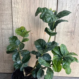 Grand Duke Jasmine Live Plant - Fragrant Double White Flowers, 4 inch Pot - Image 4